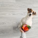 Pies wegetarianin – czy pies może nie jeść mięsa? 