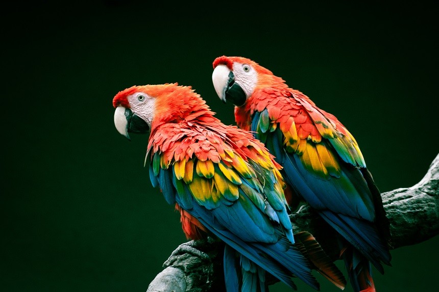 Ziarno dla ary – i co jeszcze, je papuga ara? - Blog ZooArt