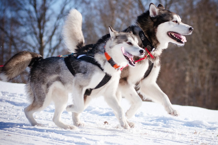 Rasa psa alaskan store malamute