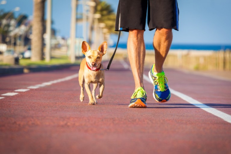 Bieganie z psem. 3 niezbędne rzeczy do biegania z psem