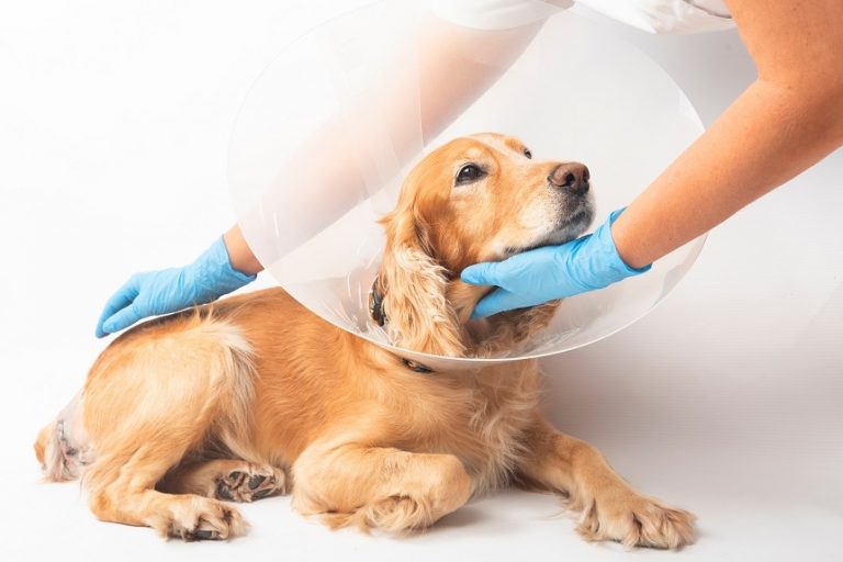 Karma dla psa po sterylizacji – jaka powinna być? Dieta psa po kastracji