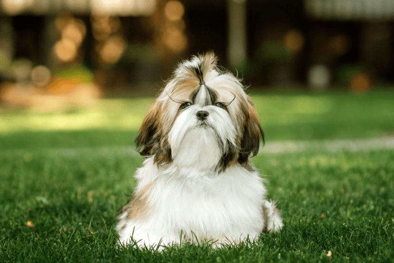 Psy shih tzu – wszystko, co trzeba o nich wiedzieć