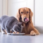 Czy pies może jeść kocią karmę? Dowiedz się czym to grozi!