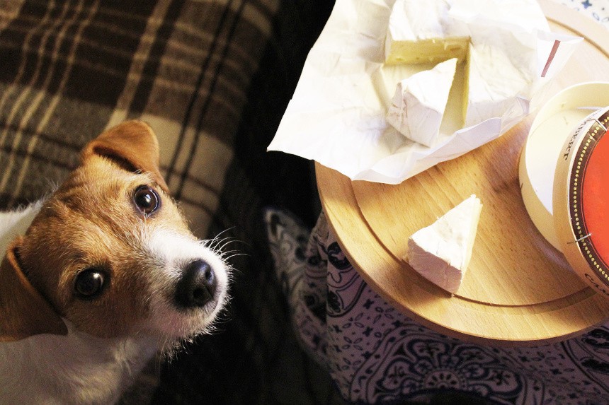 czy pies może jeść ser pleśniowy