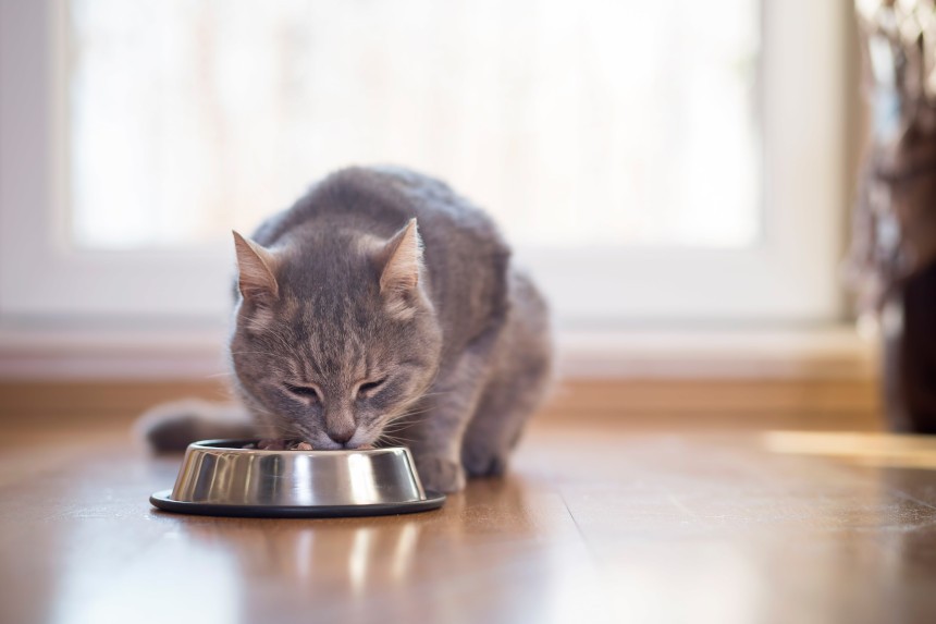 Dozownik karmy dla kota – czy to dobry pomysł? Kiedy może się przydać?