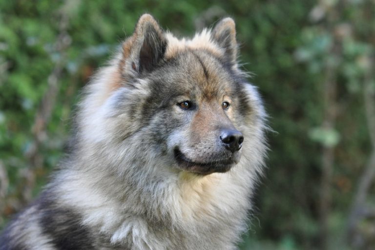 Eurasier – wszystko o wilczej rasie!