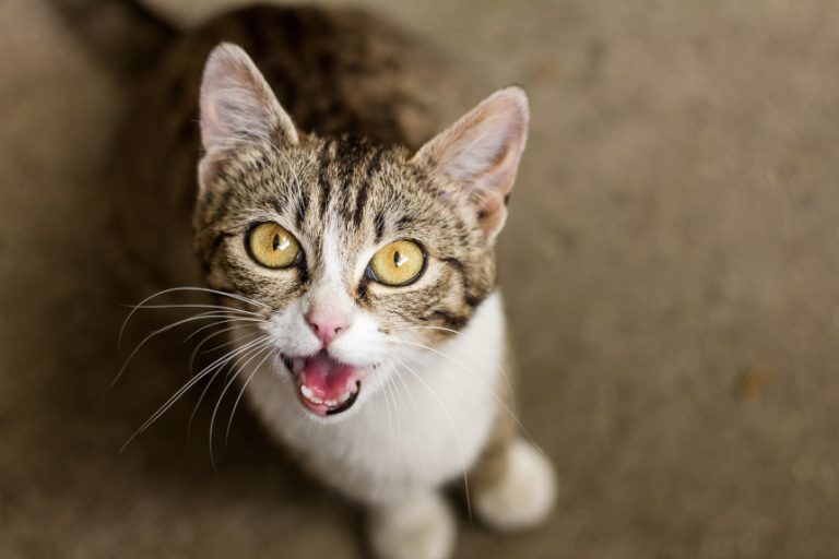 Twój kot wydaje dziwne dźwięki? Sprawdź, co oznaczają!