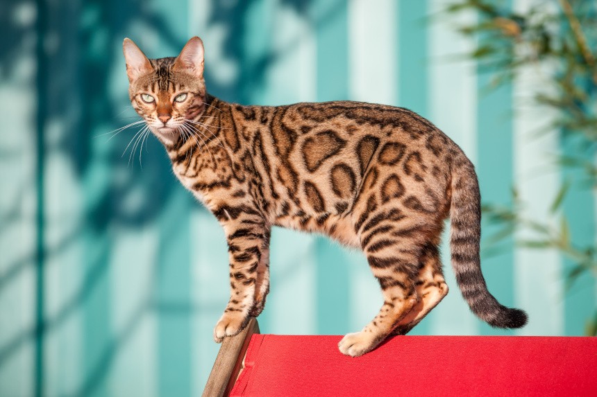 Kot bengalski – wszystko, co powinieneś o nim wiedzieć!
