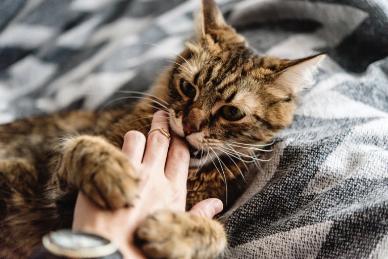 Kot gryzie – jak oduczyć kota gryzienia i drapania? Porady behawiorysty!