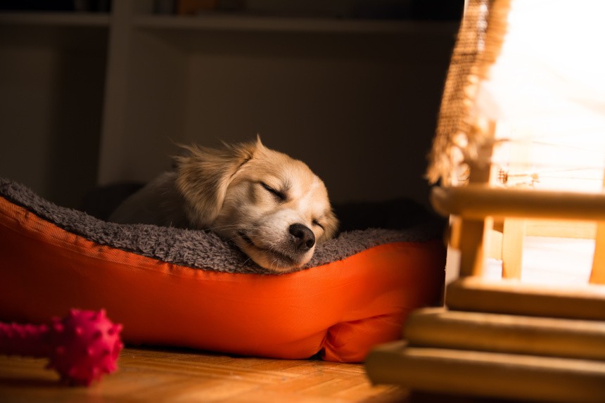 jak nauczyć psa spać w legowisku