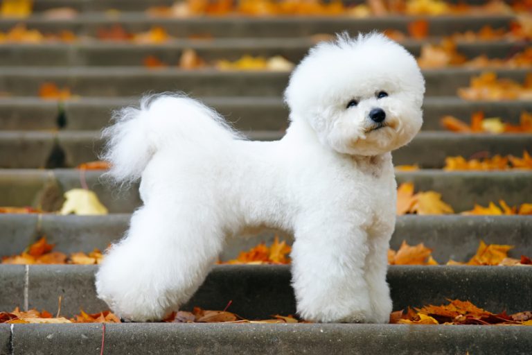 Bichon frise – rasa stworzona do towarzystwa