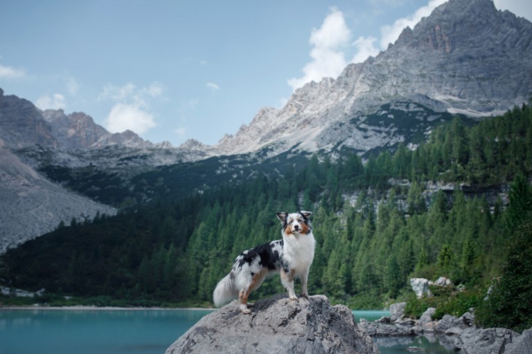 W góry z psem – o czym należy pamiętać