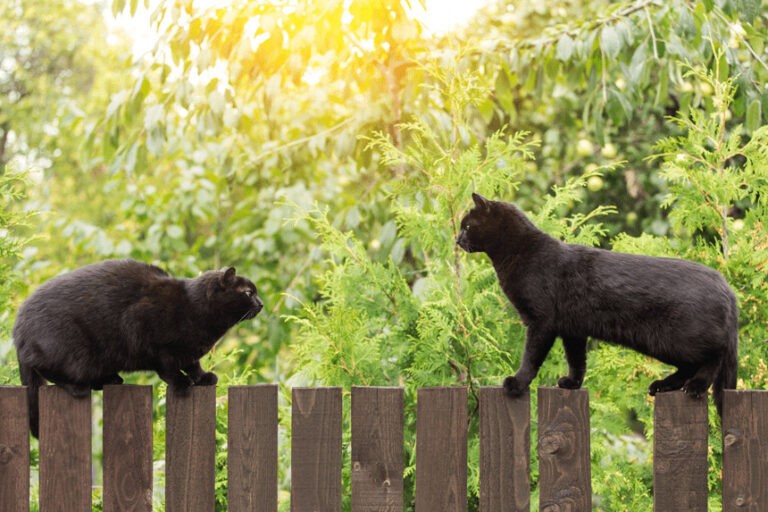 Agresywne koty – co robić, gdy koty się biją?