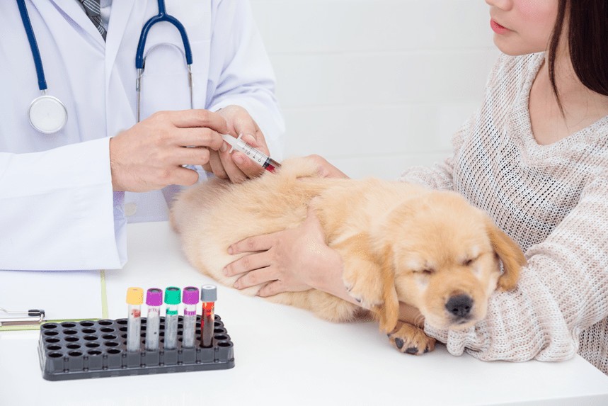 Badanie krwi u psa – jak czytać wyniki? Normy