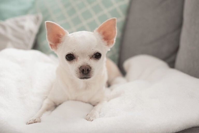 Chihuahua – charakter ukryty w małym ciele. Opis rasy