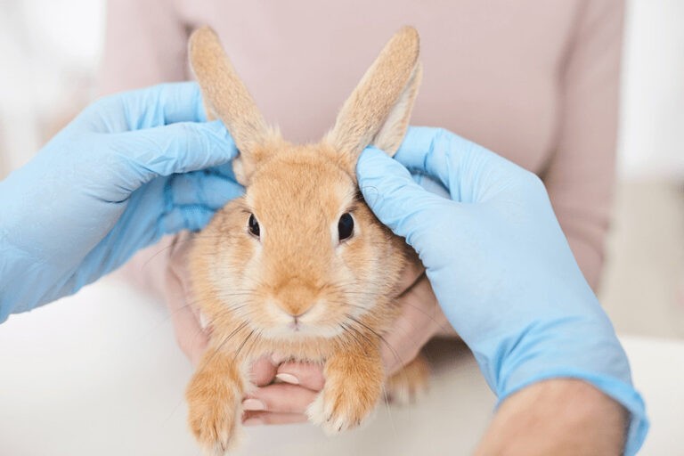 Choroby uszu u królików – czym leczyć parch i inne dolegliwości?