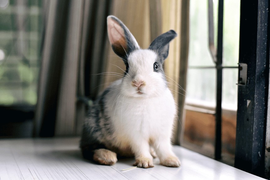 chore uszy u królika leczenie