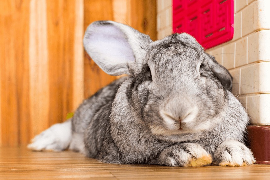choroby uszu u królika