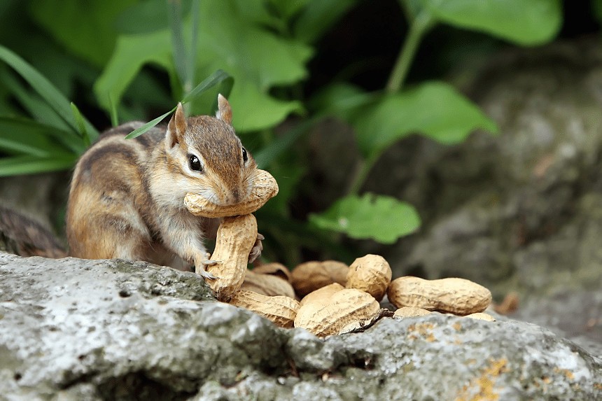 Co jedzą wiewiórki?