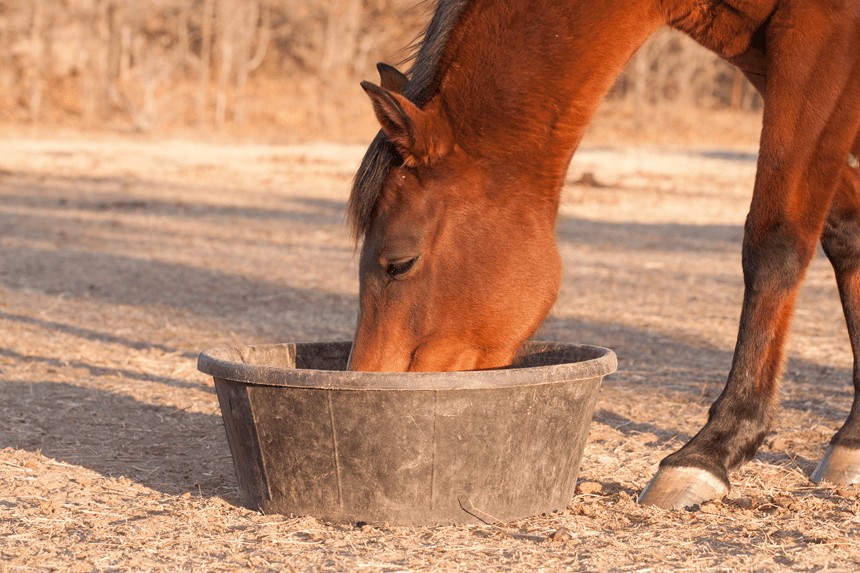co jedzą konie?