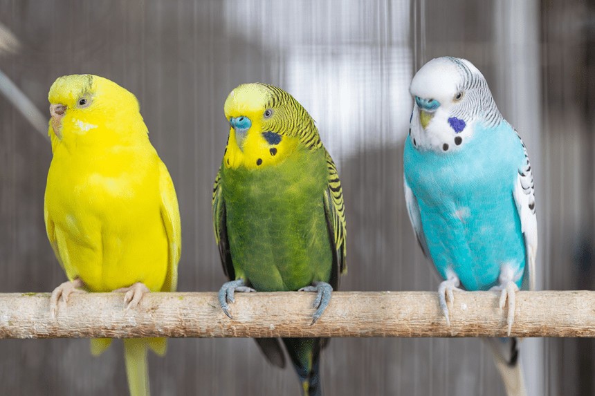Co jedzą papużki nierozłączki?
