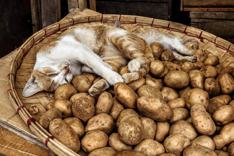 Czy kot może jeść ziemniaki? To musisz wiedzieć!