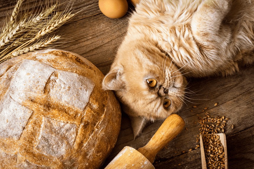 jaki chleb dla kota?