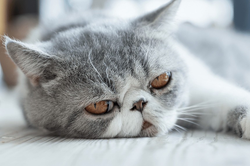 jak poznać że kot jest smutny?