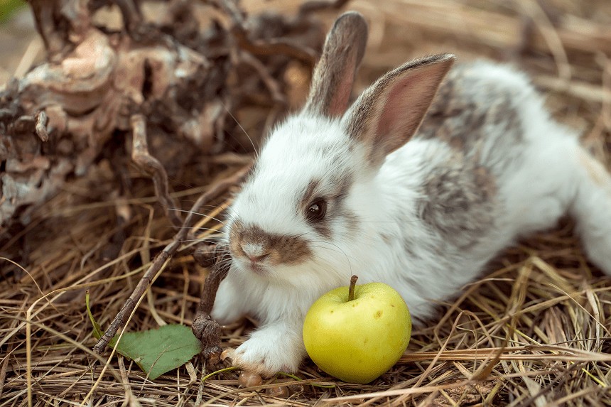 czy królik może jeść jabłko?