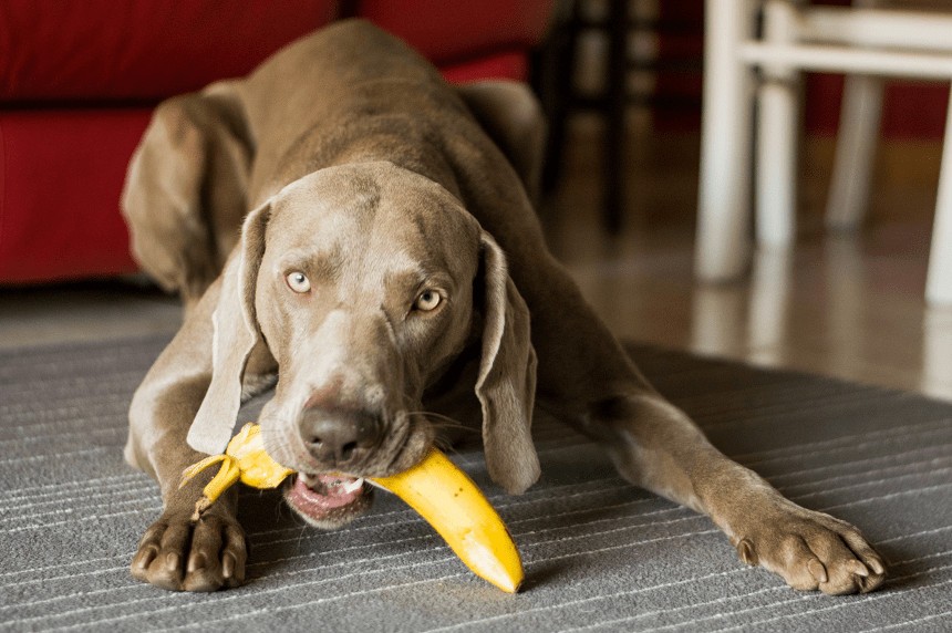czy banany są zdrowe dla psa?