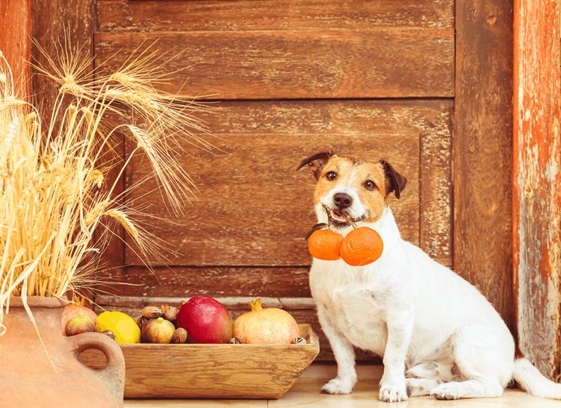 czy pies może jeść pomarańcze?