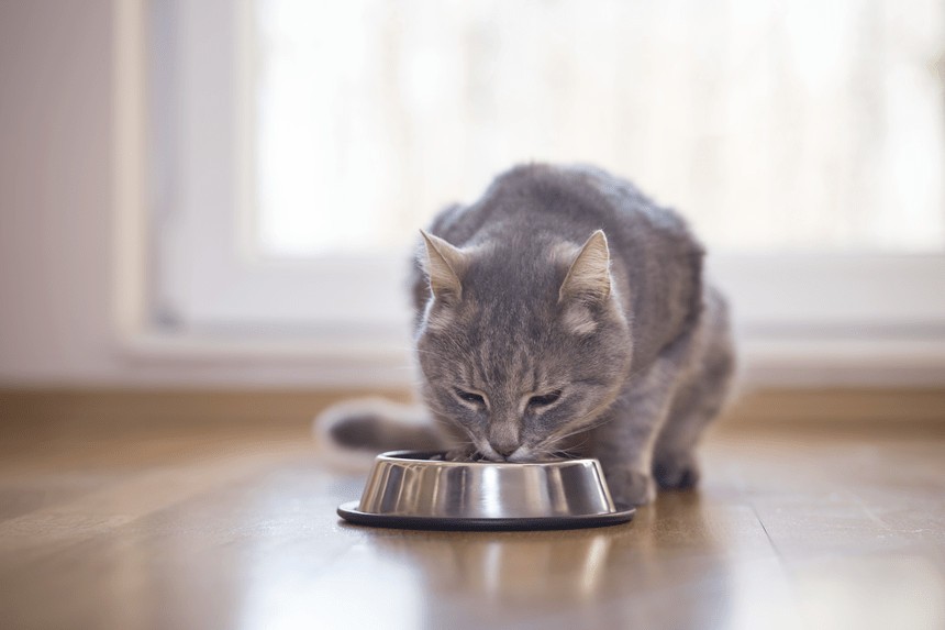 przepis na domową karmę dla kota