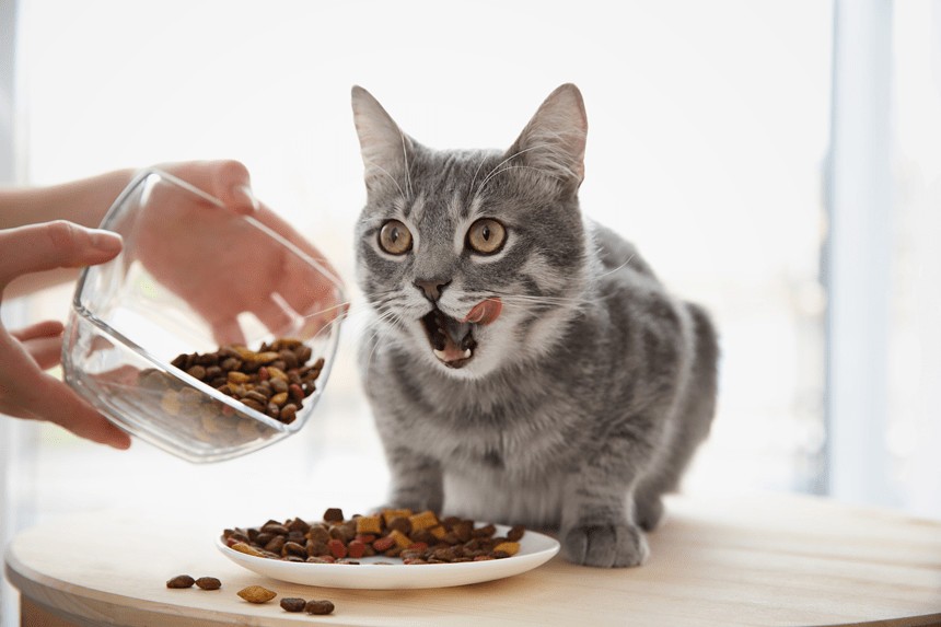Ile razy dziennie karmić kota i ile karmy podawać?