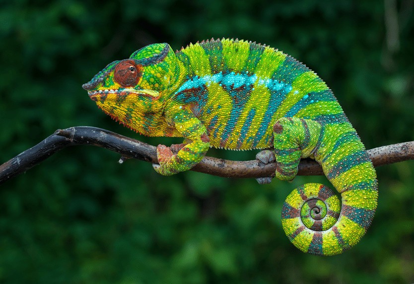 Ile żyje kameleon? Fascynujące ciekawostki o kameleonie - Blog ZooArt