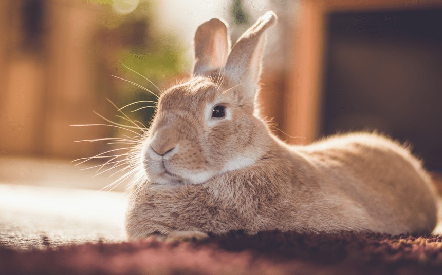 czy wiesz ile żyje królik?