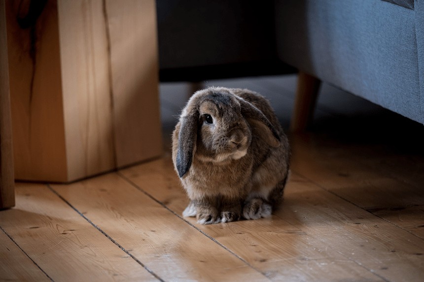 Jak długo żyje królik?