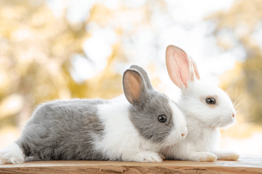 ile żyją króliki domowe?