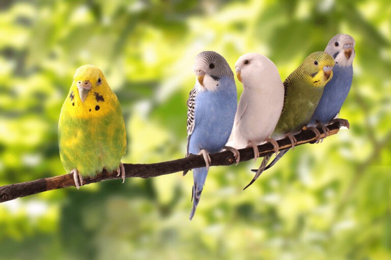 Imiona dla papug – falistych, nimf i innych. Znajdź najlepsze!