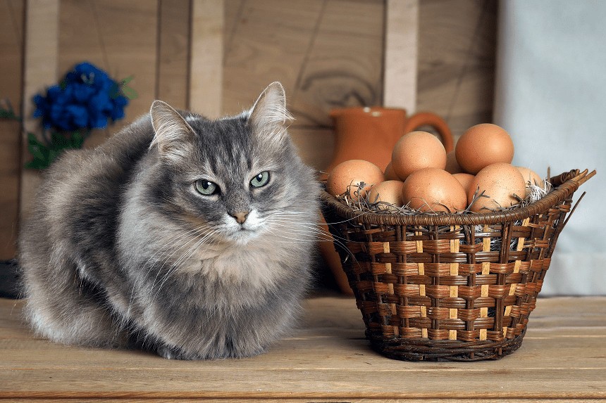surowe jajka dla kota