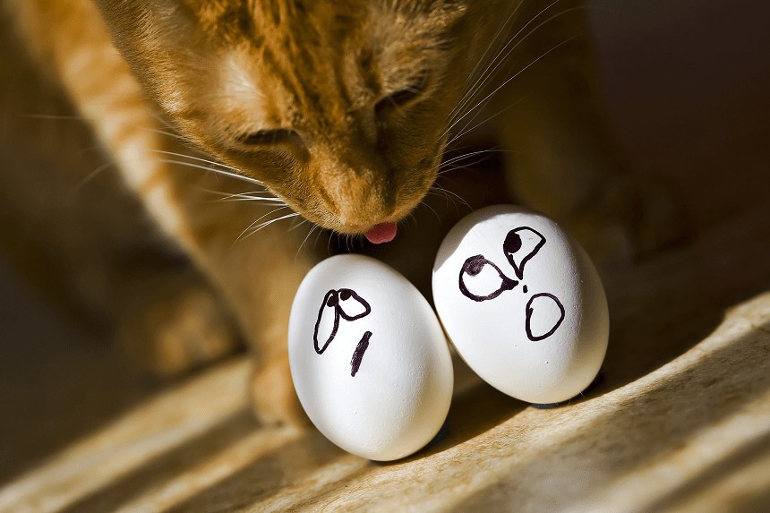  jaja dla kota