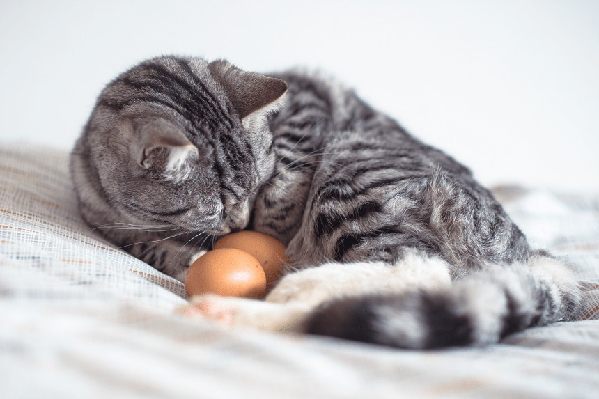 czy kot może jeść jaja? 