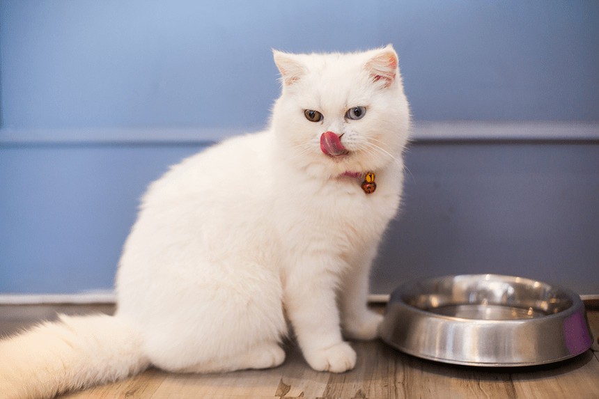 złe nawyki żywieniowe u kotów