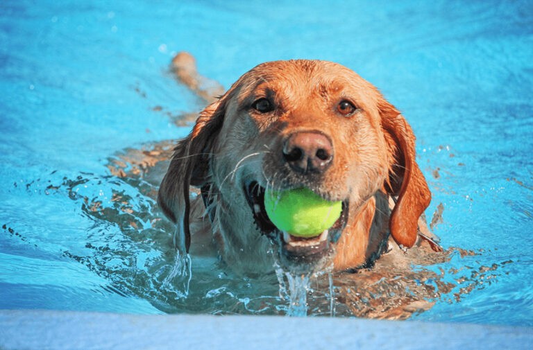 Jak nauczyć psa pływać? Szkolenie okiem behawiorysty