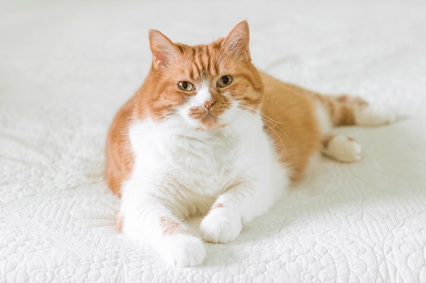 jak leczyć nadwagę u kota?