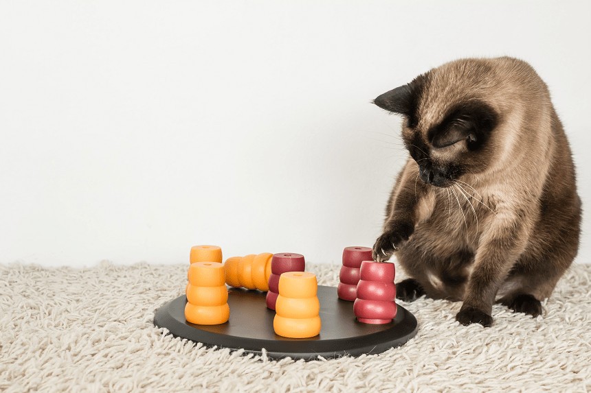 jak leczyć nadwagę u kota?