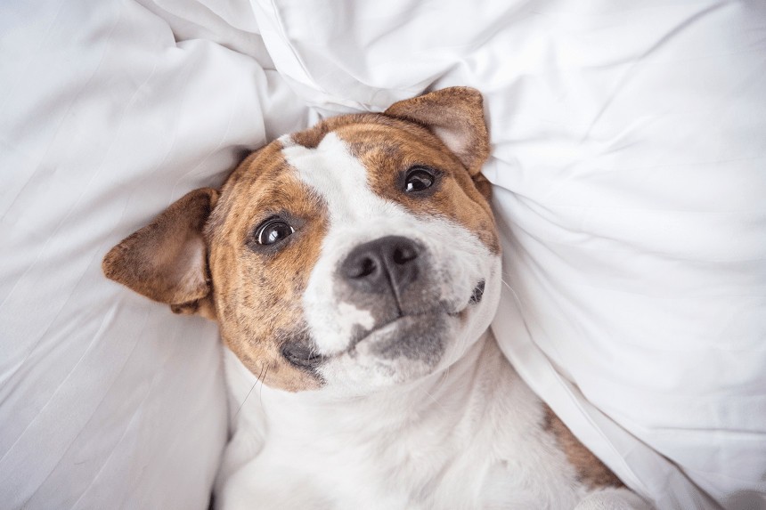 jak wygonić psa z łóżka?