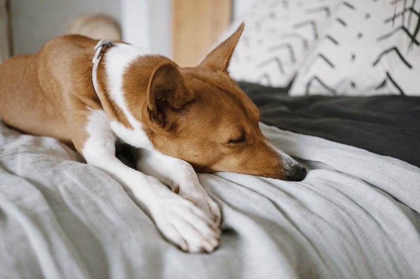 jak oduczyć psa spania w łóżku?