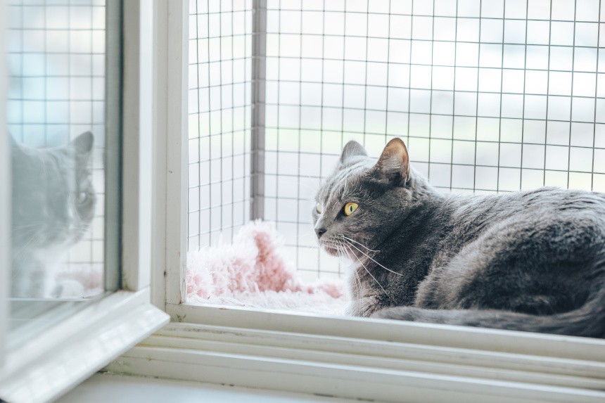 Siatki na okna koty.
