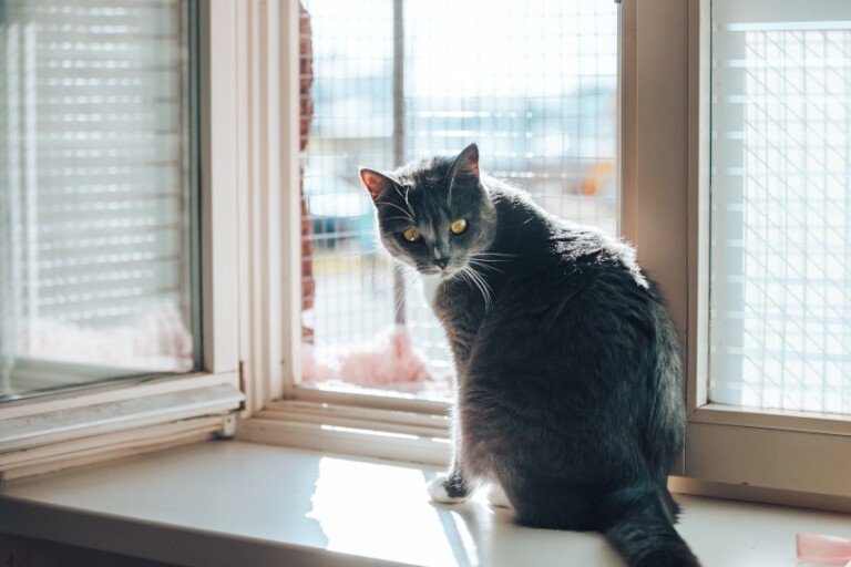 Jak zabezpieczyć okno przed kotem? Behawiorysta podpowiada!