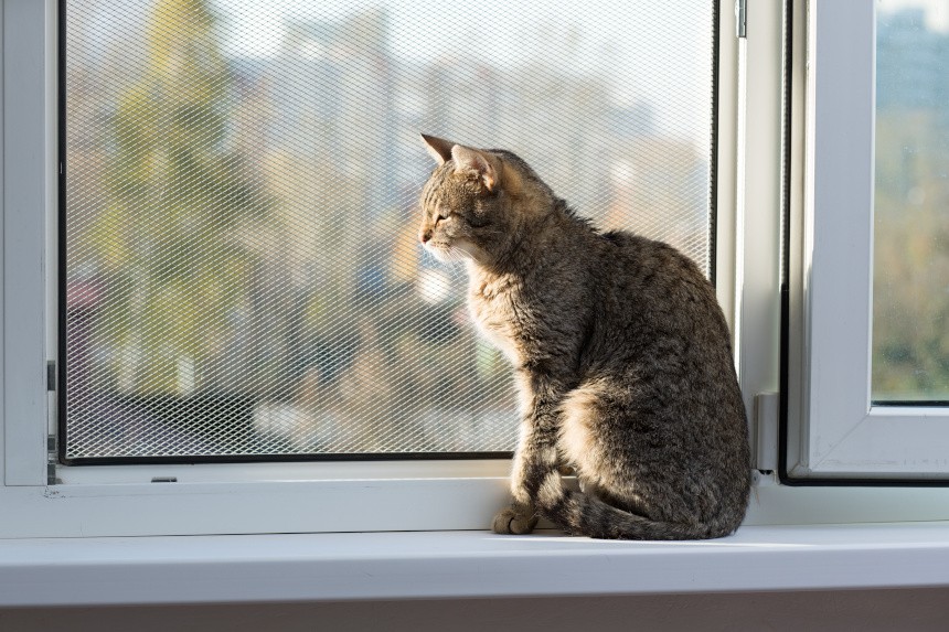 siatka do okna dla kota